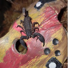 Sumatra Cave Scorpion (Chaerilus species 'sumatra') Juvenile
